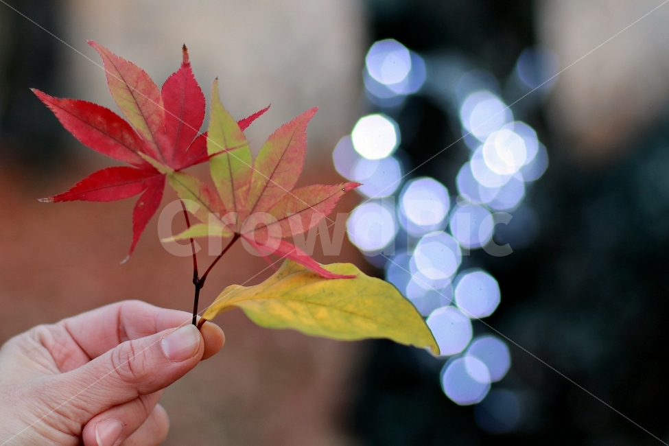 감성사진,낙엽,단풍,가을,보케,가을,계절,fall,autumn,season,식물,자연,plants,nature,사람,인물,인간,human,person,신체일부,몸,body,감성,sensible,feeling,leaf,잎,plant,tree,나무