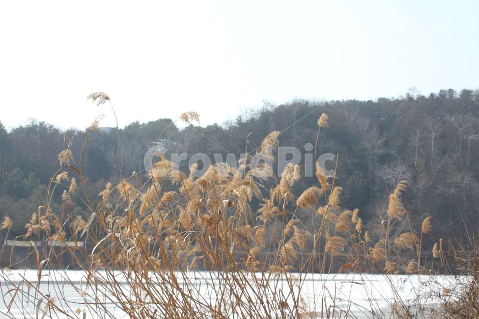 자연,풍경,경치,나무,산,하늘,자연,풍경,nature,landscape,grass,잔디,plant,식물,lawn,reed,갈대