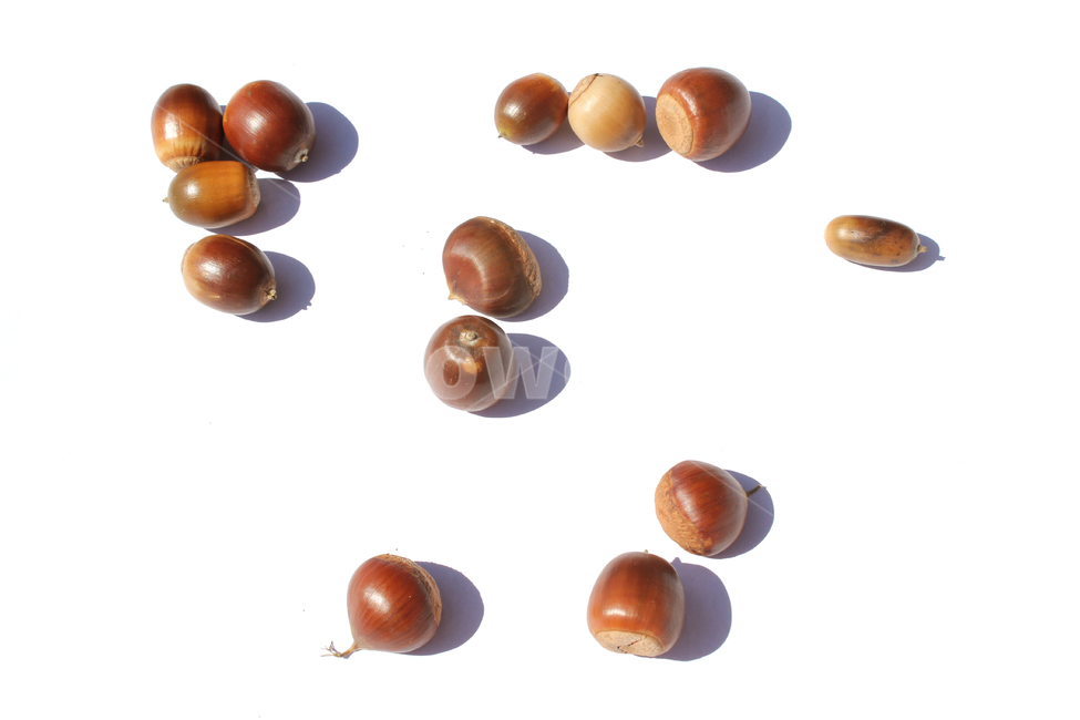 autumn,brown,chestnut,closeup,fall,food,macro,natural,nature,nut,plant,white,whitebackground,가을,밤,열매,클로즈업,음식,자연,흰배경,탑앵글,탑뷰,알밤,도토리,식재료,과일,열매,fruit,누끼,remove background