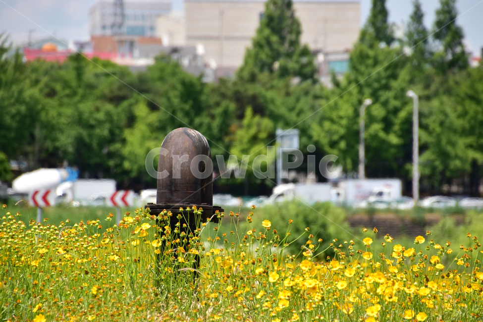 배경,아름다운,자연,공원,나무,background,beautiful,nature,park,tree,식물,자연,plants,nature,꽃,flower