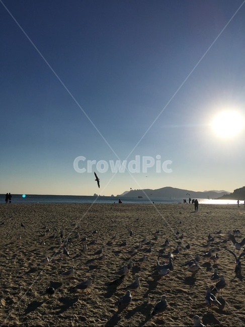 sunlight,햇빛,light,빛,갈매기,바닷가,해변,모래사장,beach,겨울바다,sea