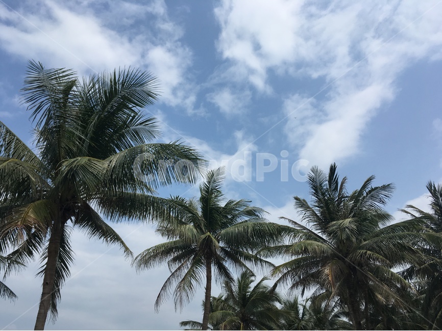 야자수,하늘,파란하늘,동남아,코코넛,자연,풍경,nature,landscape,식물,plants,나무,trees,wood,tree,palm tree,plant,summer,여름