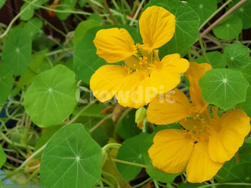 꽃,노란꽃,flower,nature,봄