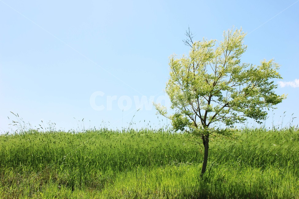 여름,청보리,자연,초록,언덕,햇빛,green,summer,sun,자연,풍경,nature,landscape,식물,plants,나무,trees,wood,grassland,목초지,outdoors,옥외,field,들