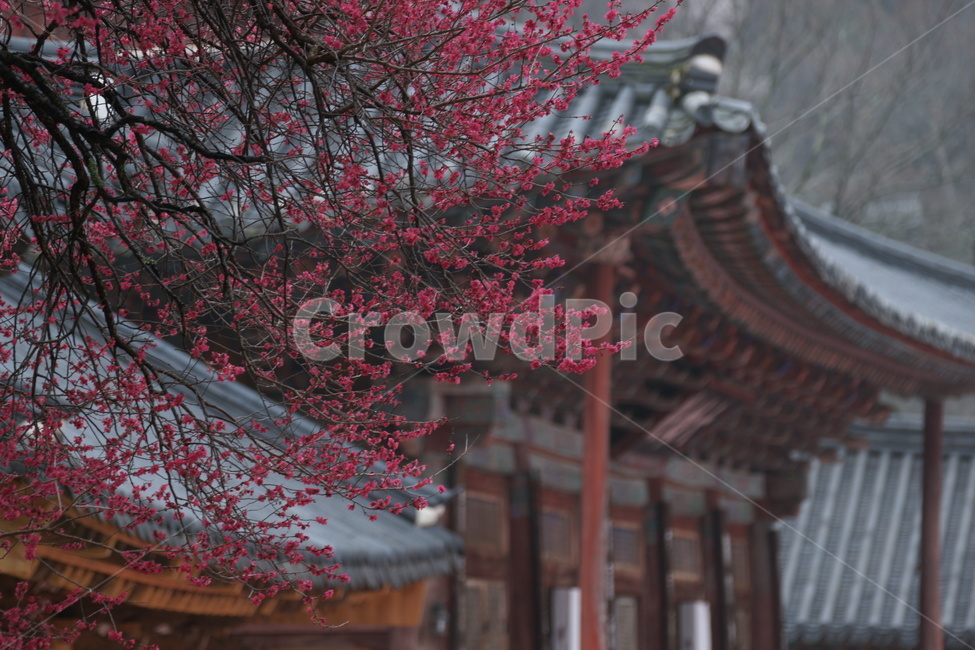 홍매화,화엄사,봄,매화,구례,봄,계절,spring,season,한국전통,한국문화,korean traditional,korean culture,건축물,건물외관,exterior,building,structure,architecture,construction,plant,식물,temple,신전,건물