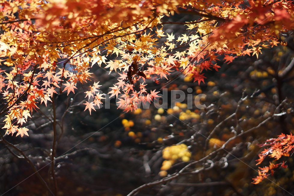 단풍,가을,풍경,나무,빨강,leaf,잎,plant,식물,tree,maple