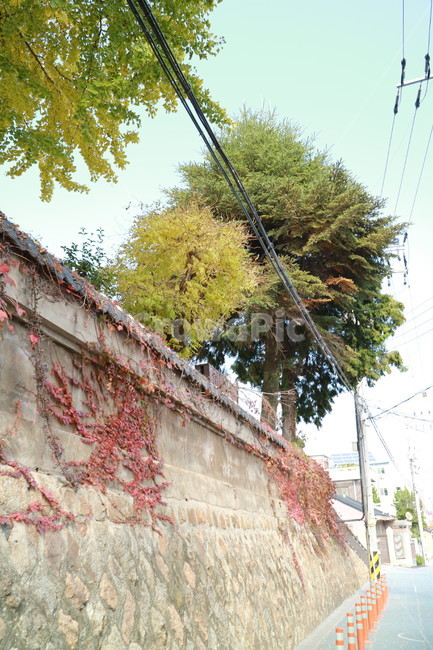 돌담길,전라도,군산,가로수,담쟁이,식물,plant