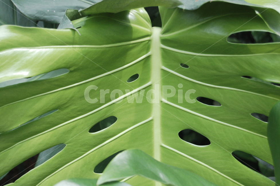 몬스테라,잎,leaf,plant,식물,식물,자연,plants,nature