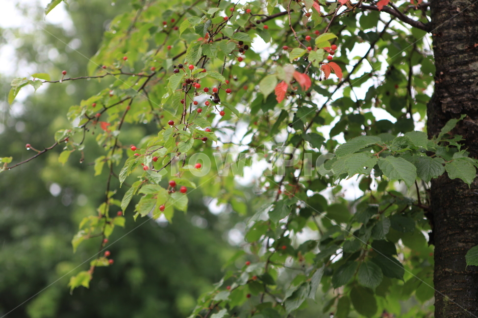 열매,버찌열매,우중열매,싱그러움,초록,식물,자연,plants,nature,과일,열매,fruit