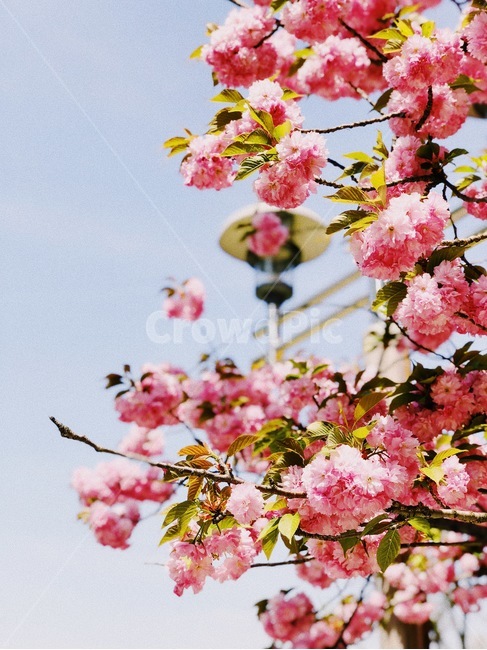 plant,식물,blossom,flower,꽃,cherryblossoms,겹볒꽃,벚꽃,봄,계절,spring,season