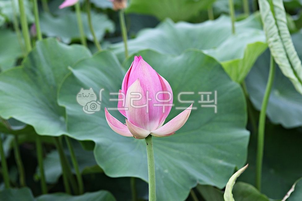 연꽃테마파크,연꽃,연잎,잎,꽃,수생식물,식물,자연,공원,개화,야외