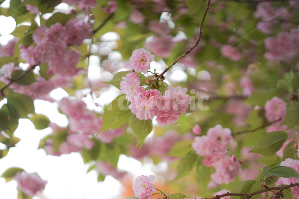 겹벚꽃,벚꽃,사쿠라,봄꽃,분홍꽃,spring,봄,계절,spring,season,식물,자연,plants,nature,꽃,flower,plant