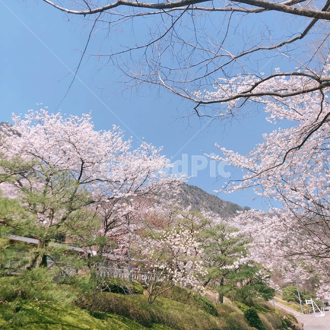 벚꽃,하늘,나무,봄,분홍