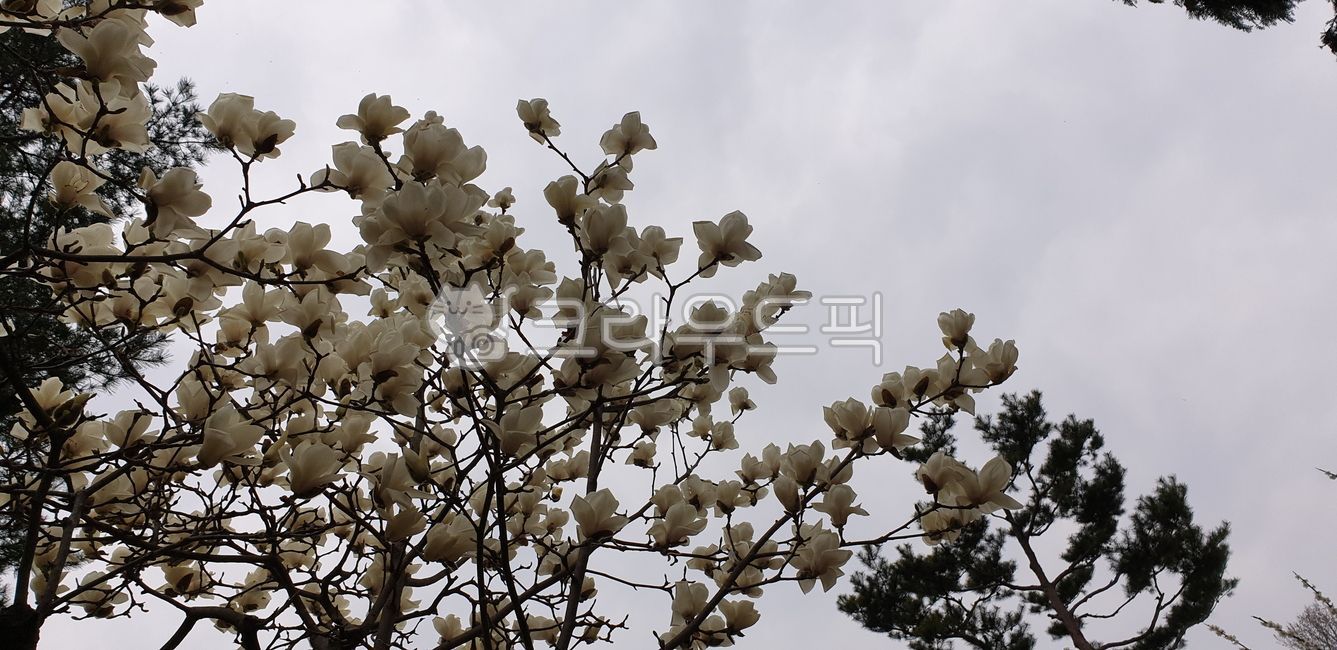 nobility,spring flowers,magnolia,new spring,white magnolia,sublime