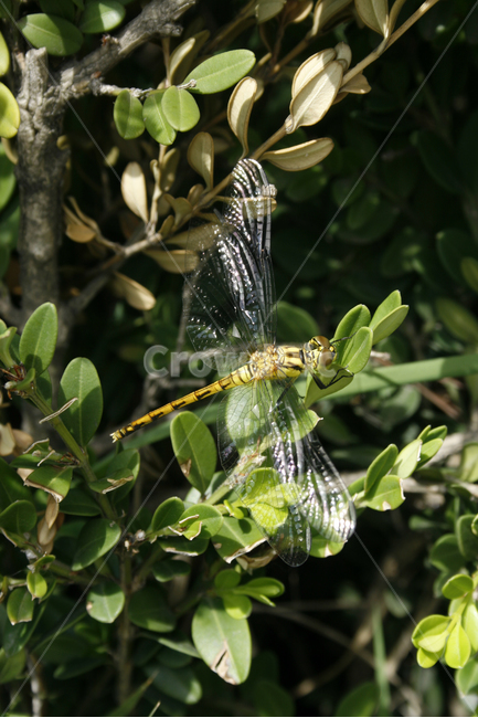 잠자리,곤충,날개,자연,nature,동물,animal,곤충,벌레,insect,bug