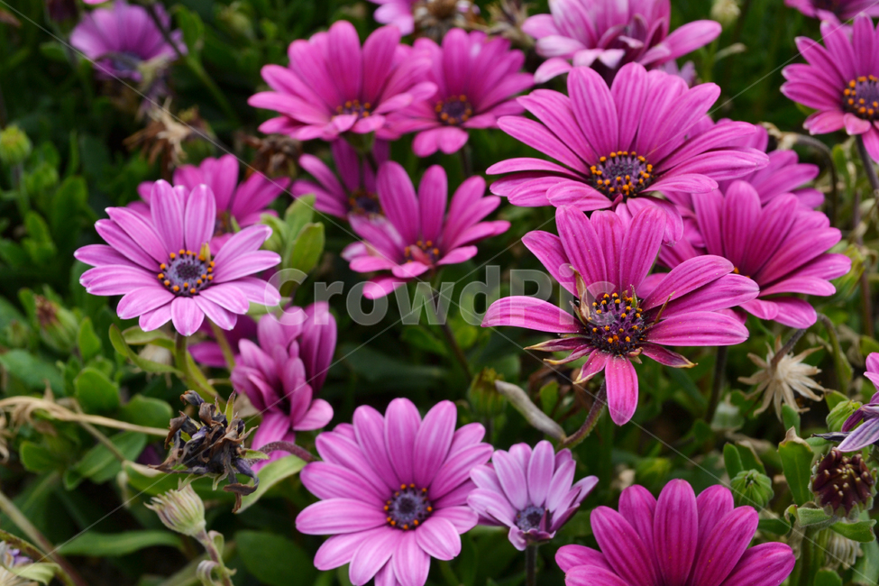 꽃,자연,식물,데이지,보라색,아프리칸데이지,daisy,africandaisy,flower,식물,자연,plants,nature,꽃,flower