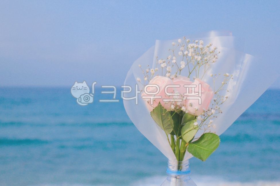 바다,배경,감성,로맨틱,꽃,flower