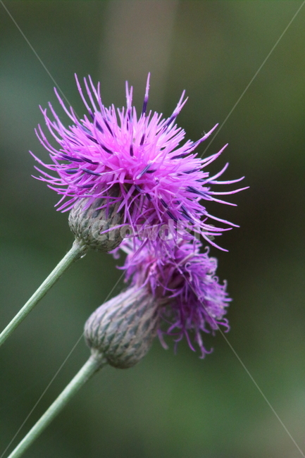 엉궝퀴,꽃,야생화,가시나물,thistle,산비장이,엉겅퀴,식물,자연,plants,nature,꽃,flower