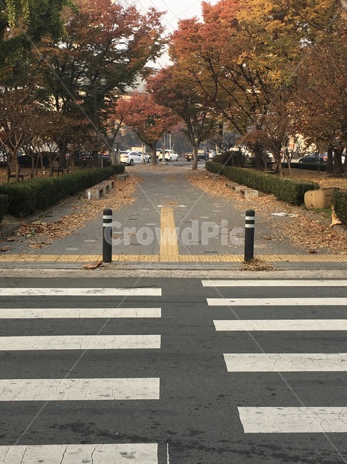 가을,낙엽,횡단보도,단풍,가을나무