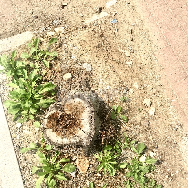 하트,나무,바닥,길,plant,ground