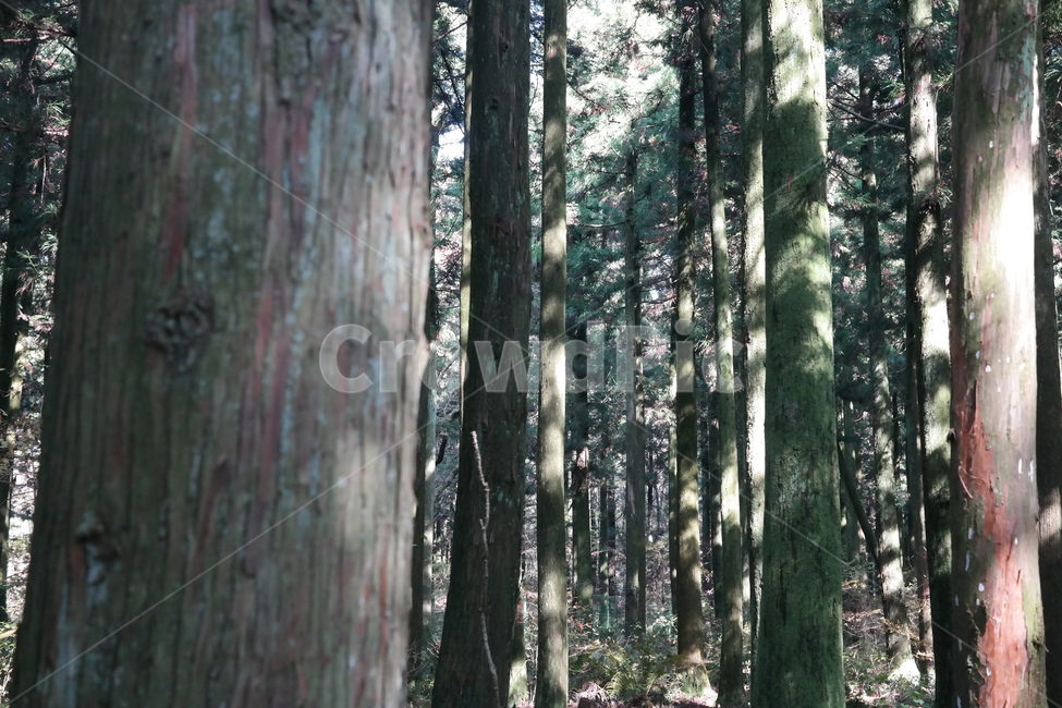 숲,나무,풀,햇빛,자연,나무들,숲길,산,그린,초록색,날씨,빛,식물,자연,plants,nature,나무,trees,wood