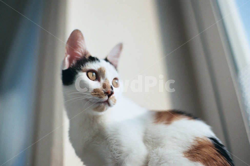 고양이,반려동물,동물,cat,animal,동물,animal,포유류,mammal,고양이,cat,kitten,kitty