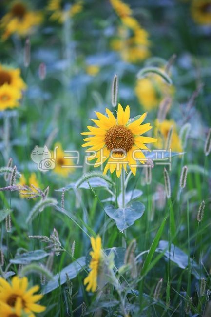 해바라기,자연,필드,강아지풀,꽃