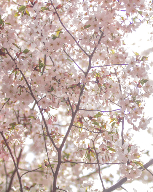 벚꽃,꽃,나무,봄,풍경,봄,계절,spring,season,식물,자연,plants,nature,꽃,flower,plant,blossom,cherry blossom