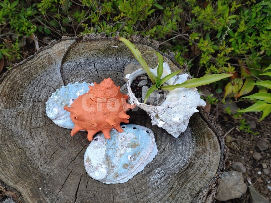 소라,껍데기,나이테,전복,화분,shell,seashell,plant,식물,조개껍데기,컬러,color