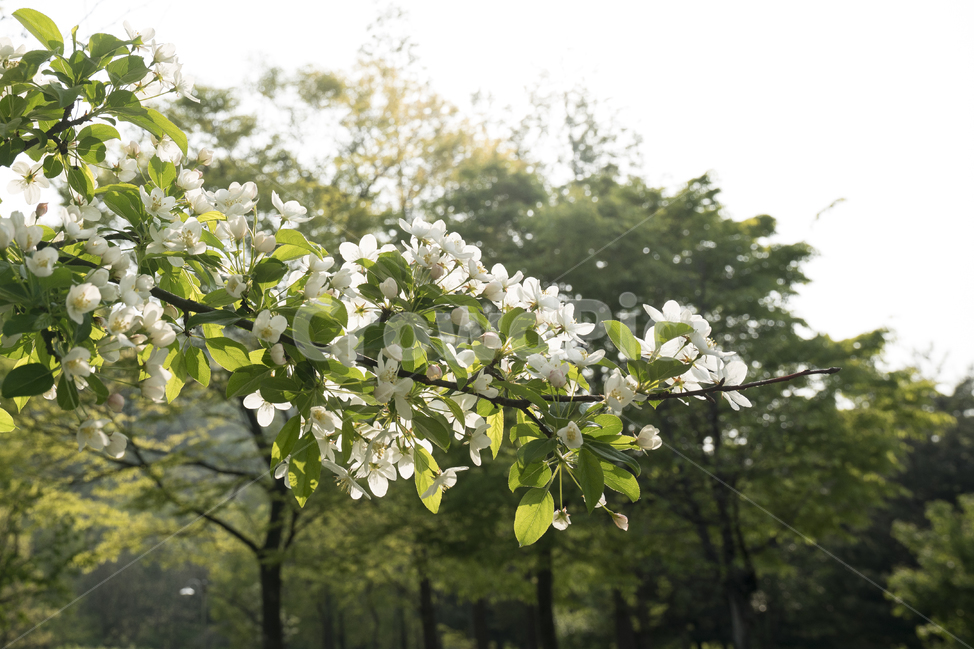 나들이,공원,월드컵공원,매직아워,꽃,flower,햇살,봄,계절,spring,season,식물,자연,plants,nature,꽃,flower,휴식,힐링,rest,relaxation,healing,plant