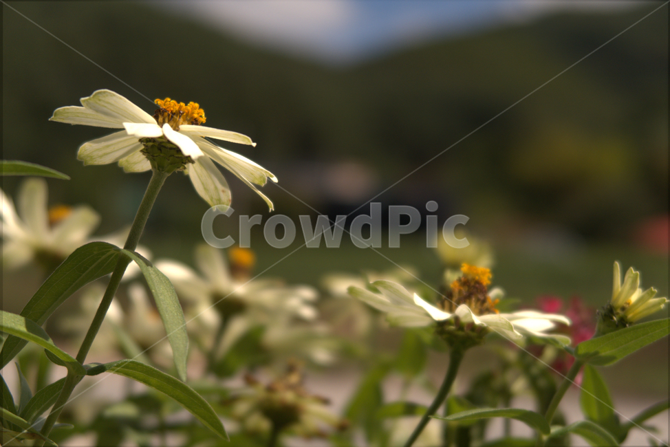 꽃,봄,계절,화분,야생화,여름,flower,식물,자연,plants,nature,꽃,flower
