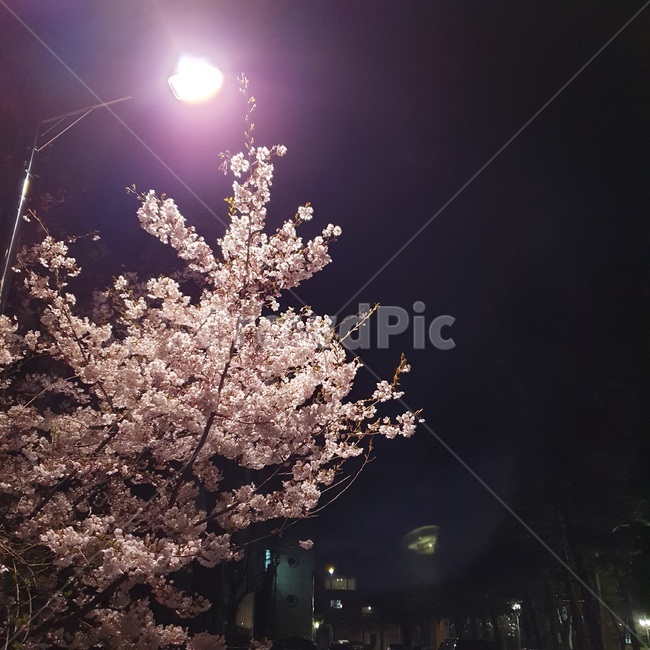 벚꽃,꽃,cherryblossom,blossom,flower