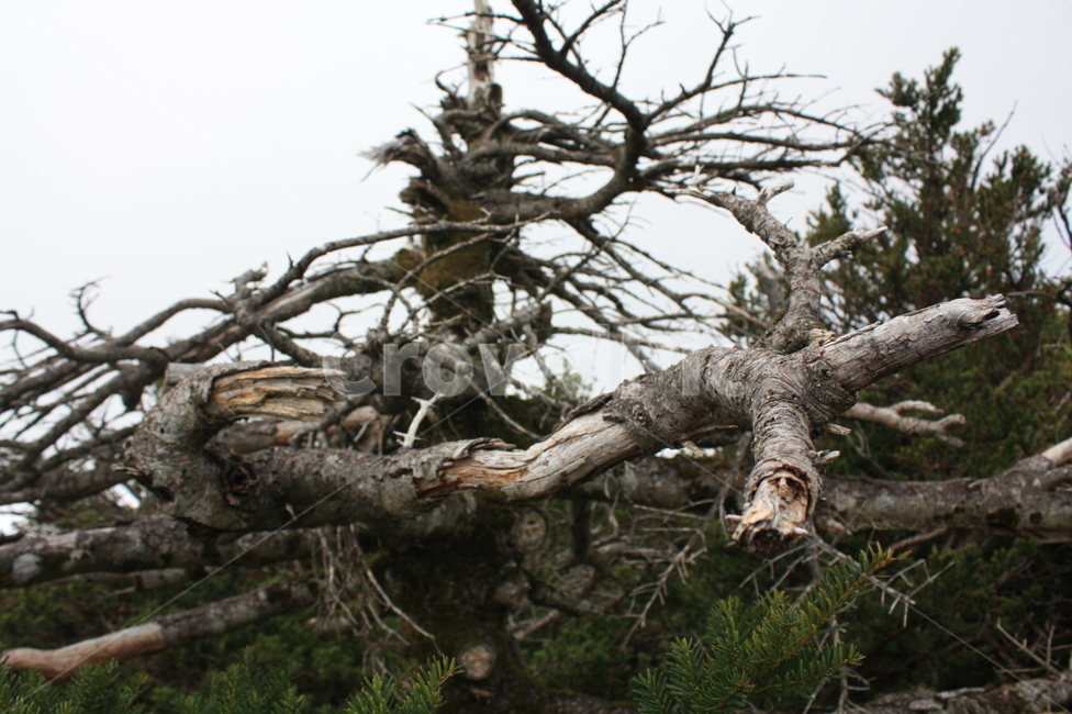 wood,나무,tree,plant,식물,영실,식물,자연,plants,nature,나무,trees,wood