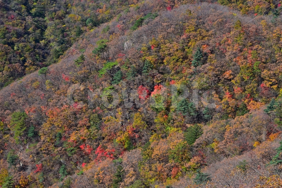 치악산,가을,풍경,단풍,탐방,파란하늘,가을색,오색,울긋불긋,알록달록,그림같은,칼라풀,뷰티플,아름다운,힐링,감성,자연,정취,산세,명산,부곡탐방지원센터,큰무레골,비로봉,국립공원,100대명산,nature,산,등산,트레킹,풍경사진,가을사진,가을색채,가을의정취,맑음,청명,가을날씨,가을,계절,fall,autumn,season,자연,풍경,nature,landscape,한국자연풍경,한국자연경관,korea nature landscape,outdoors,옥외,plant,식물,tree,나무,scenery