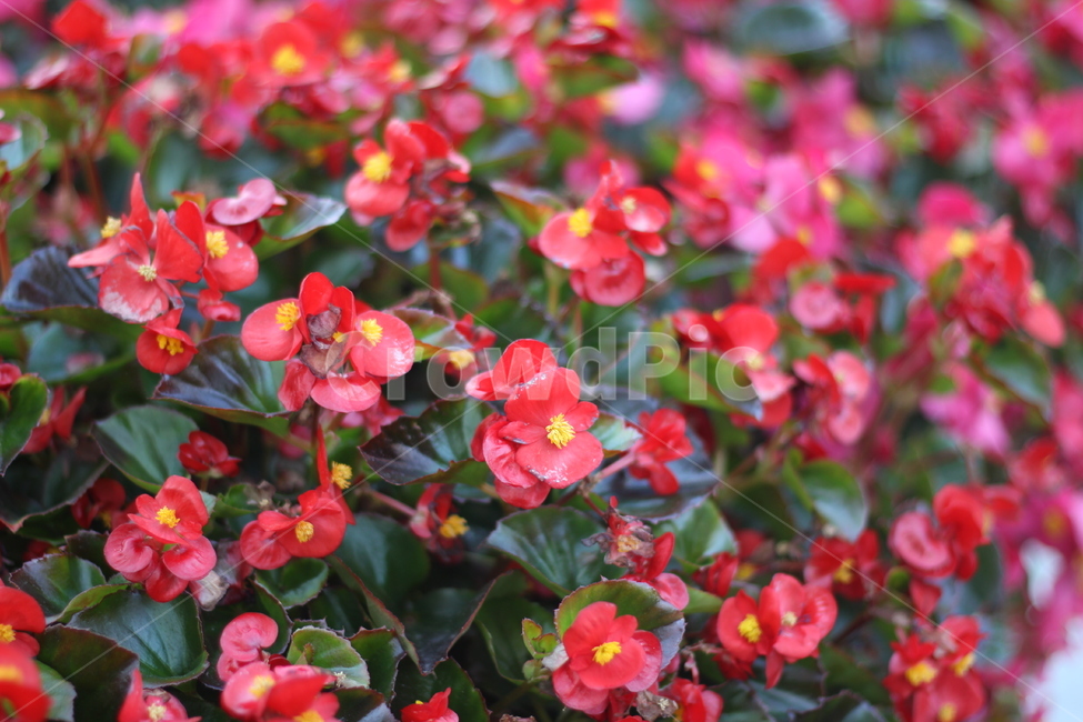 꽃,빨간색,붉은,flower,가을꽃,빨강,식물,자연,plants,nature,꽃,flower