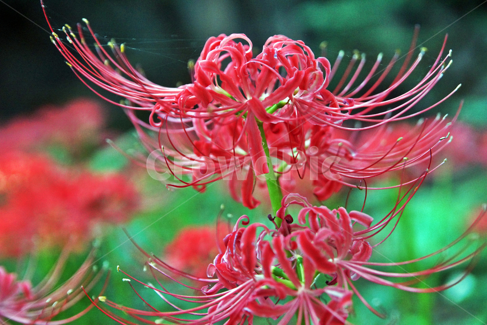 꽃무릇,상사화류,석산,독무릇,산오독,산두초,redspiderlily,가을,빨간꽃,수선화과,식물,꽃꽂이용,화단용,식물,자연,plants,nature,꽃,flower