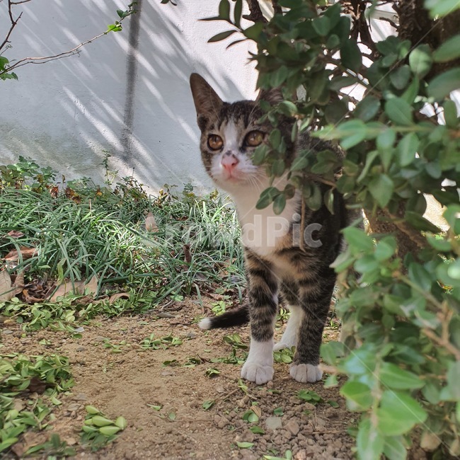 pet,animal,동물,mammal,kitty,평화,안정,고양이,cat,동물,animal,포유류,mammal,고양이,cat,kitten,kitty
