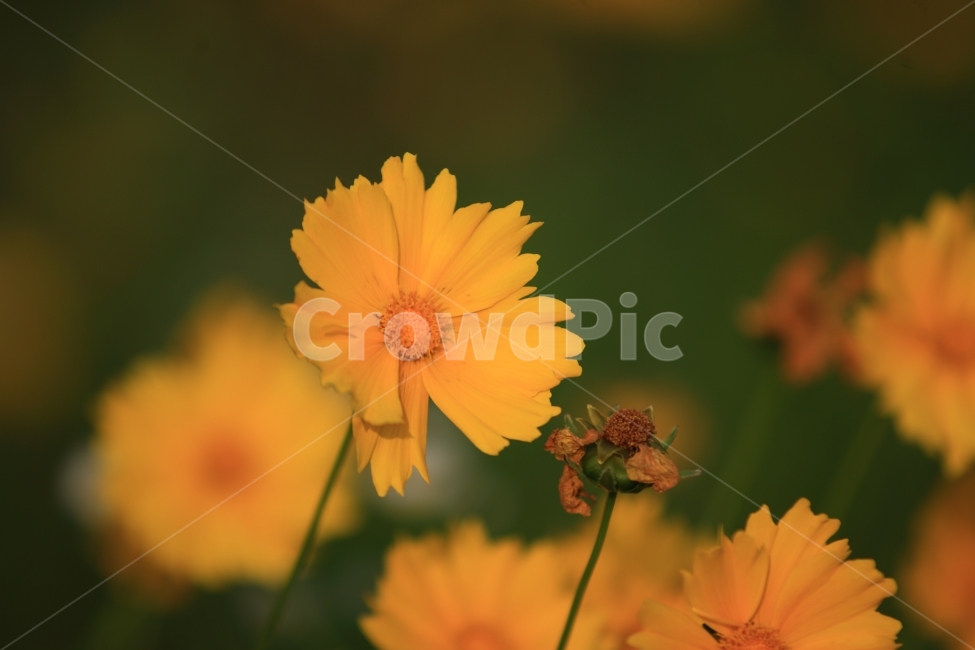 들꽃,자연,식물,일상,풍경,식물,자연,plants,nature,꽃,flower