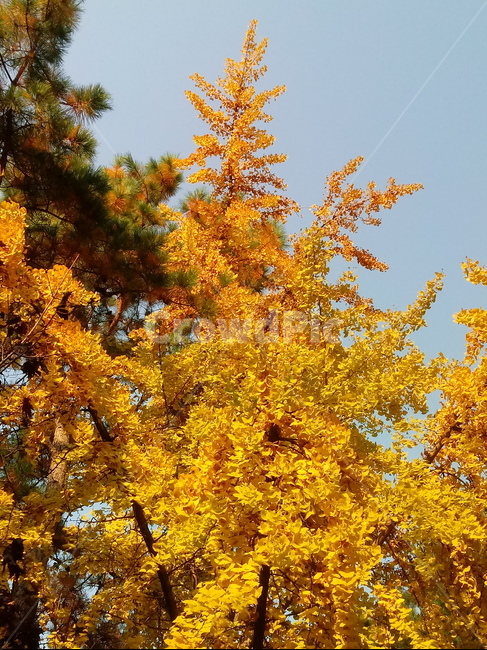 가을,단풍,낙엽,maple,plant,식물,단풍나무,단풍잎,leaf,잎,tree,나무,계절,fallautumnseason,가을단풍,자연,풍경,경치,가을,계절,fall,autumn,season,식물,자연,plants,nature,나무,trees,wood