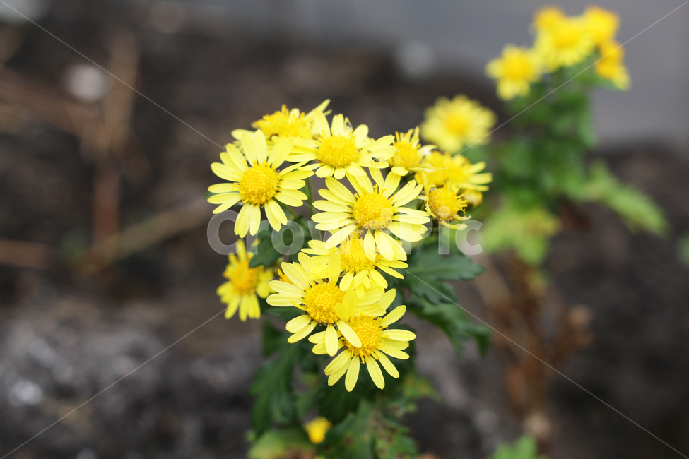 꽃,겨울꽃,식물,blossom,flower,식물,자연,plants,nature,꽃,flower