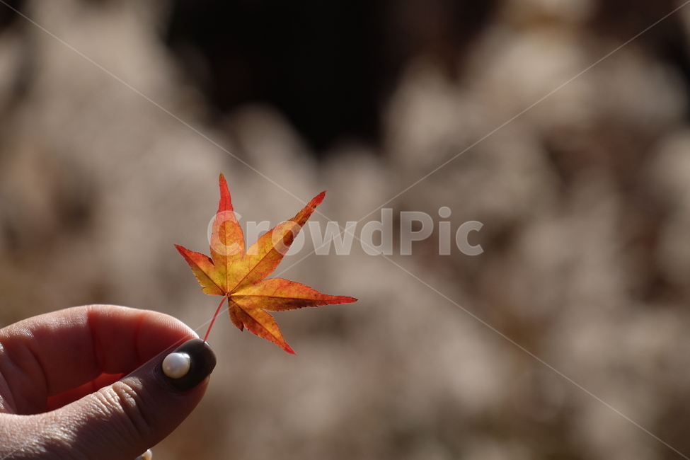 단풍,나무,가을,자연,식물,노란,노랑,fall,tree,주황,nature,red,yellow,붉은,plant,가을,계절,fall,autumn,season,식물,자연,plants,nature,사람,인물,인간,human,person,신체일부,몸,body,leaf,잎