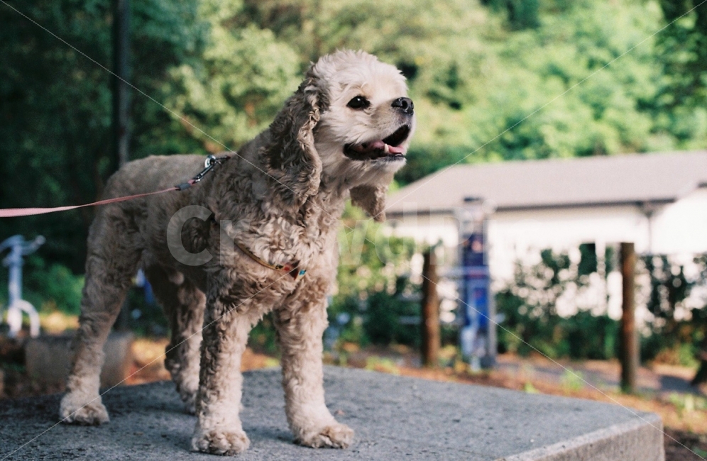 동물,강아지,개,필름사진,동물사진,코카스파니엘,중형견,소형견,털,dog,animal,산책,즐거움,밝음,행복함,happy,동물,animal,포유류,mammal,개,강아지,dog,doggy,감성,sensible,feeling
