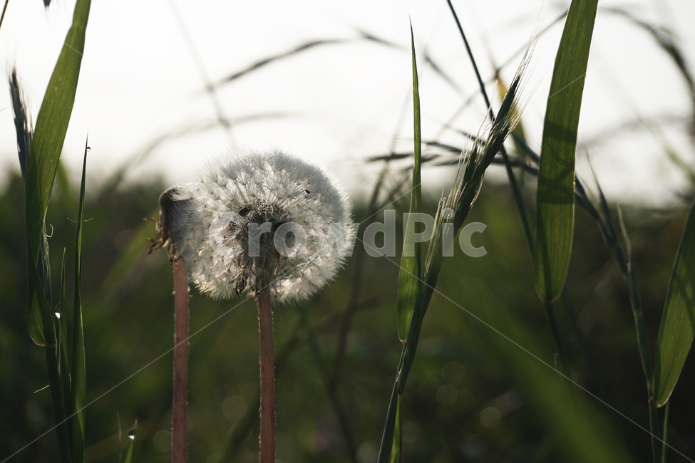 제주도,우도,민들레,민들레씨,야생초,접사