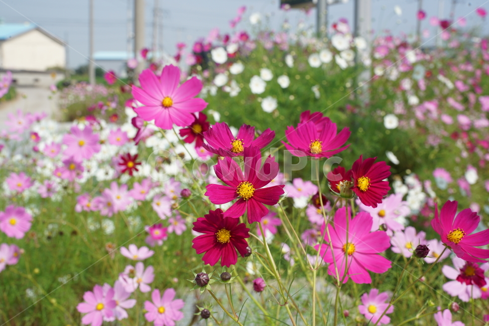 plant,식물,petal,꽃잎,코스모스,가을꽃,데이지,꽃,cosmos,flower,식물,자연,plants,nature,꽃,flower
