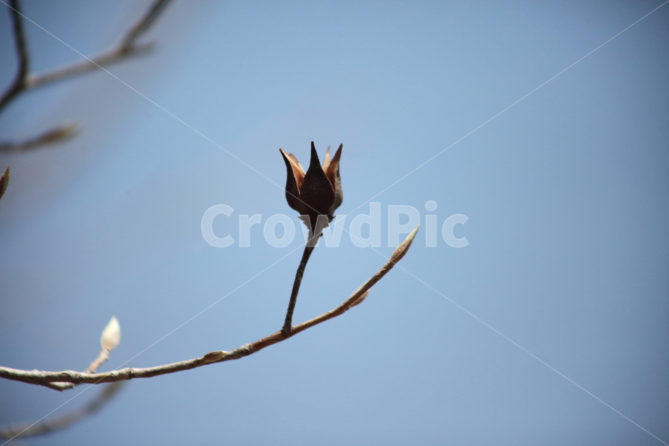 번식,열매,종자,식물,seed