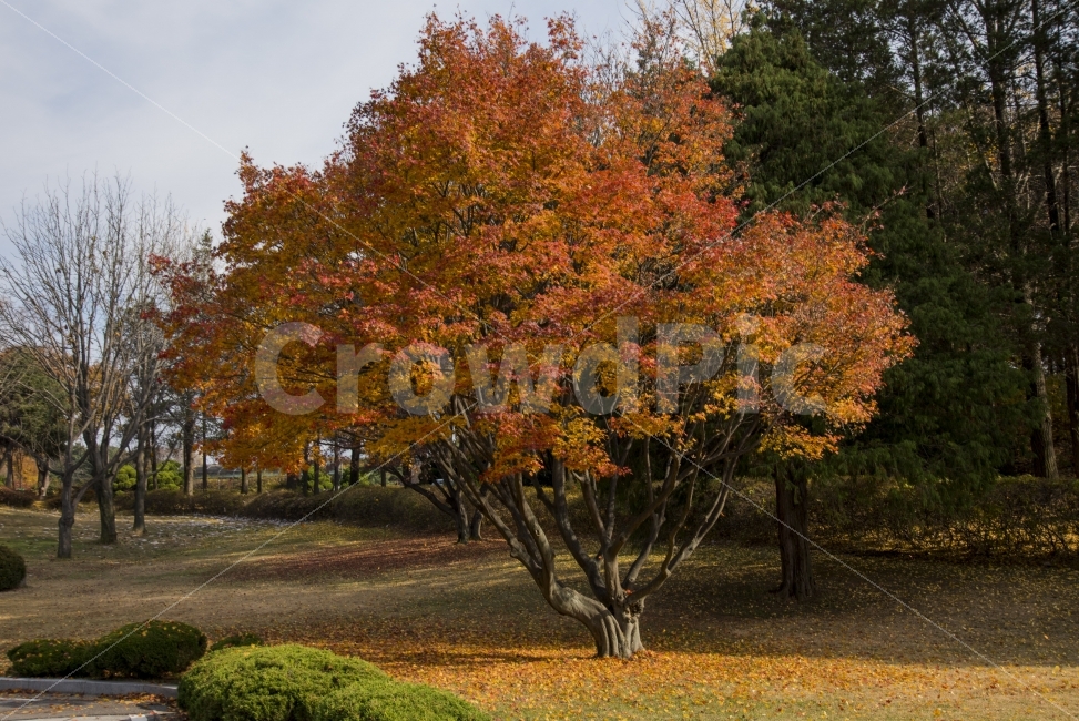 햇살,나무,그늘,낙엽,가을,가을,계절,fall,autumn,season,자연,풍경,nature,landscape,식물,plants,나무,trees,wood,tree,plant,maple,단풍