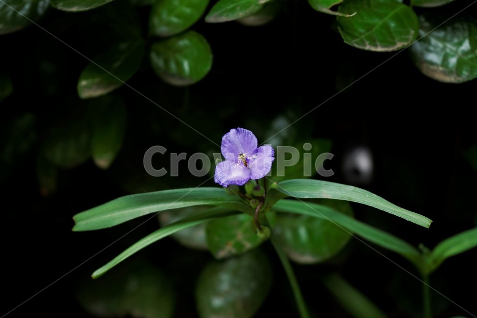 자주닭개비,자주달개비,꽃,식물,자연,보라색,꽃술,다년생,배경화면,nature,plant,flower,violet,background,green,leaves,배경,배경사진