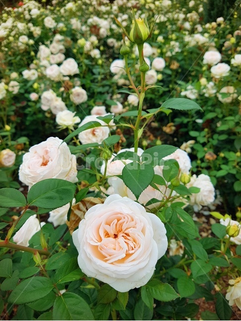 꽃송이,장미,장미축제,로즈데이,꽃다발,하트,love,사랑,자연,계절의여왕,rose,장미향,장미공원,장미무늬