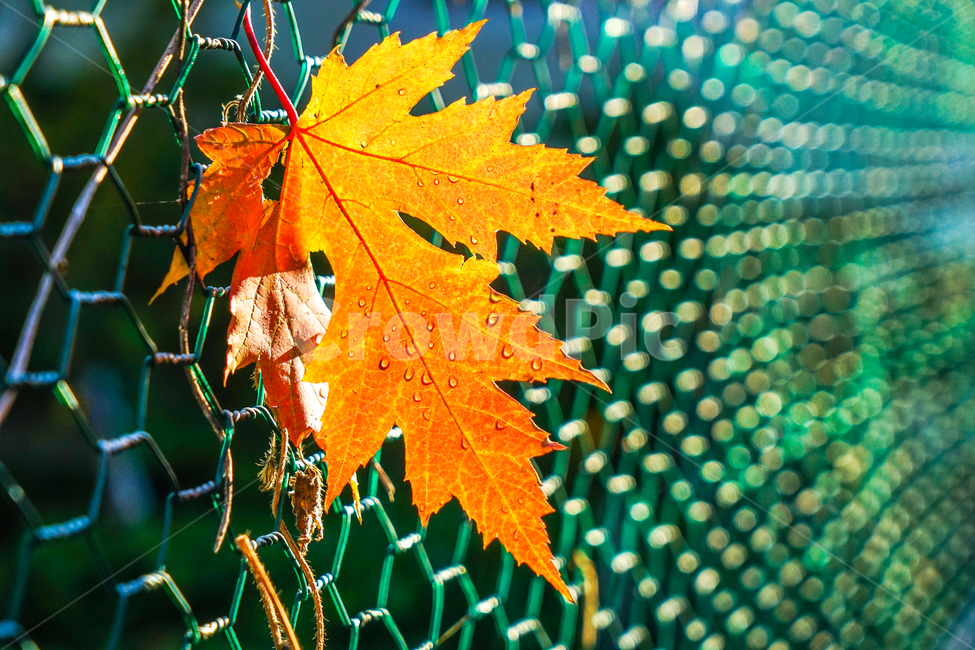 낙옆,잎,이새,가을,철망,담장,단풍,가을,계절,fall,autumn,season,plant,식물,leaf,tree,나무