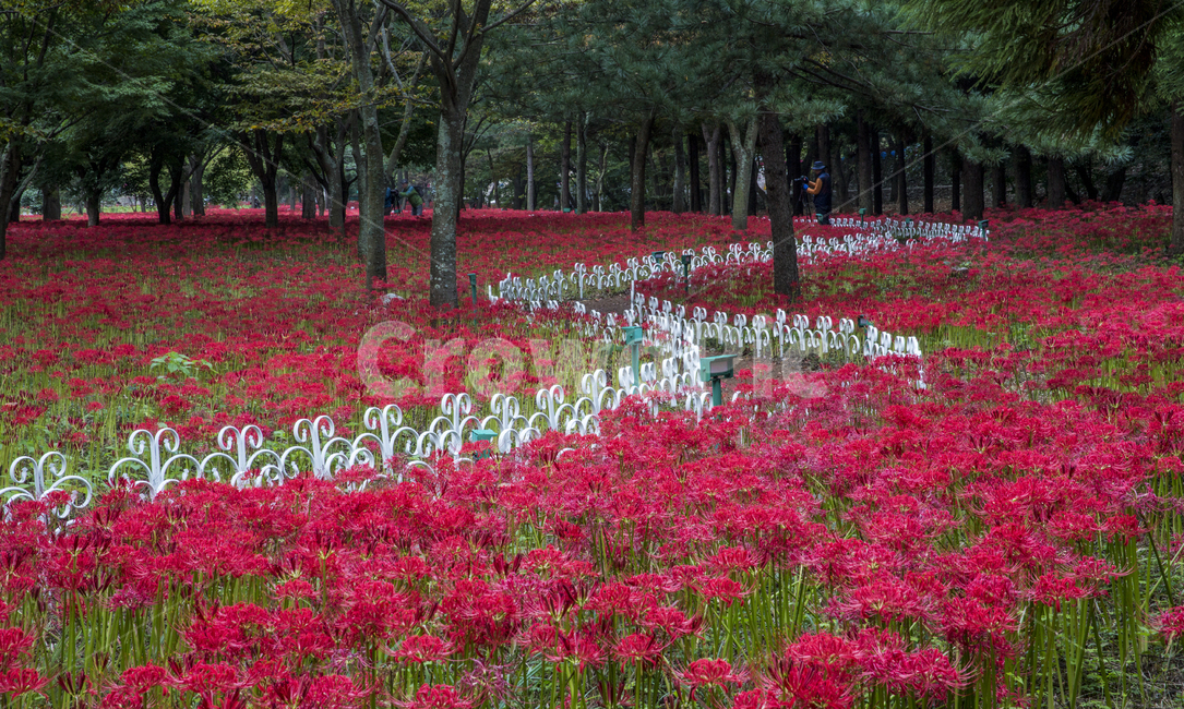 자연,풍경,식물,꽃,빨간,빨간꽃,계절,가을,상사화,꽃무릇,불갑사,축제,상사화축제,꽃밭,아침,안개,공원,숲,나무,꽃길,알뿌리,구근류,알뿌리식물